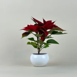 Poinsettia 2.5-inch Pot