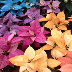 Painted Poinsettia 4-inch Pot