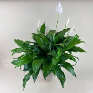 Peace Lily