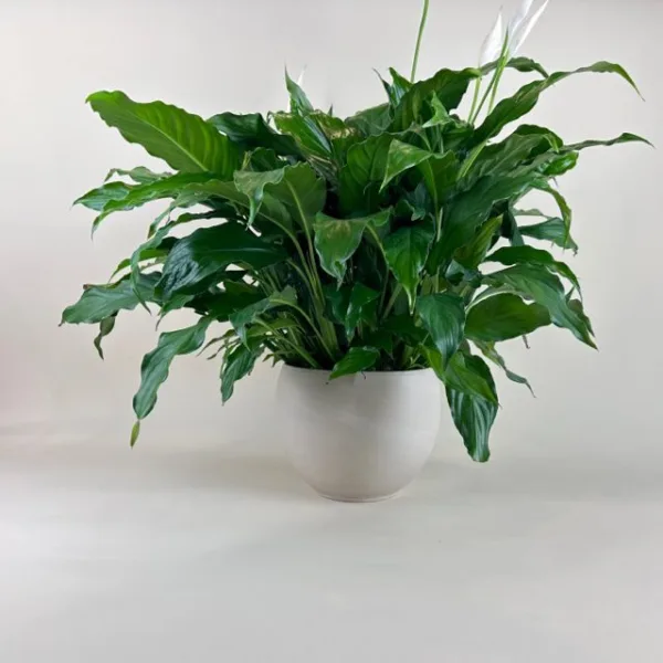 Peace Lily - Image 4
