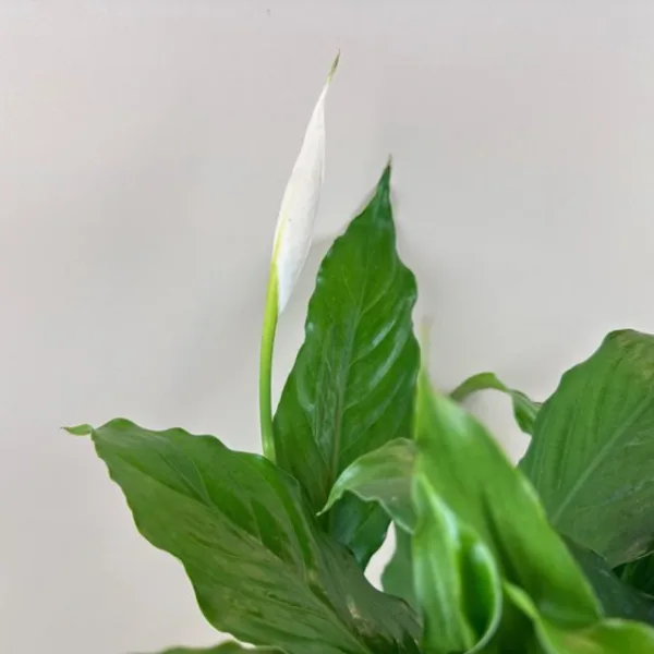 Peace Lily - Image 2