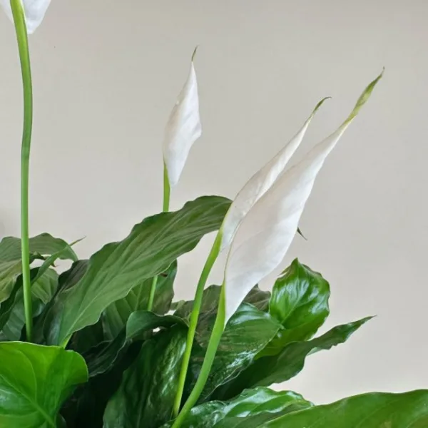 Peace Lily - Image 3