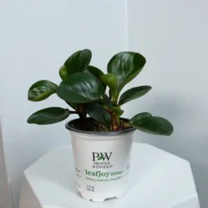 Peperomia 'Spice is Nice'