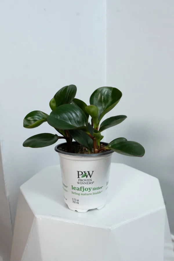 Peperomia 'Spice is Nice'