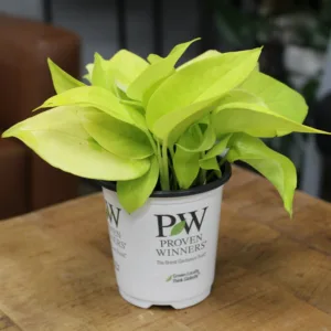 Pothos Off to Oz 9cm