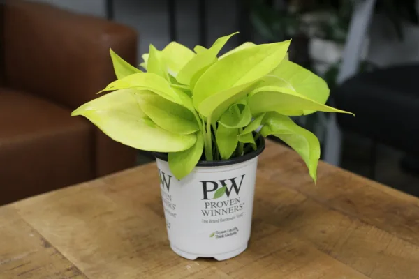 Pothos Off to Oz 9cm