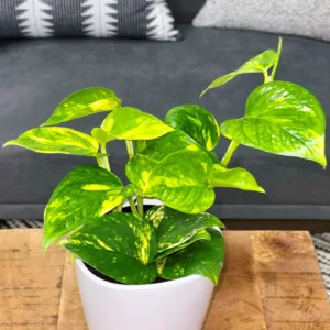 Pothos 'Summer Nights' 9cm