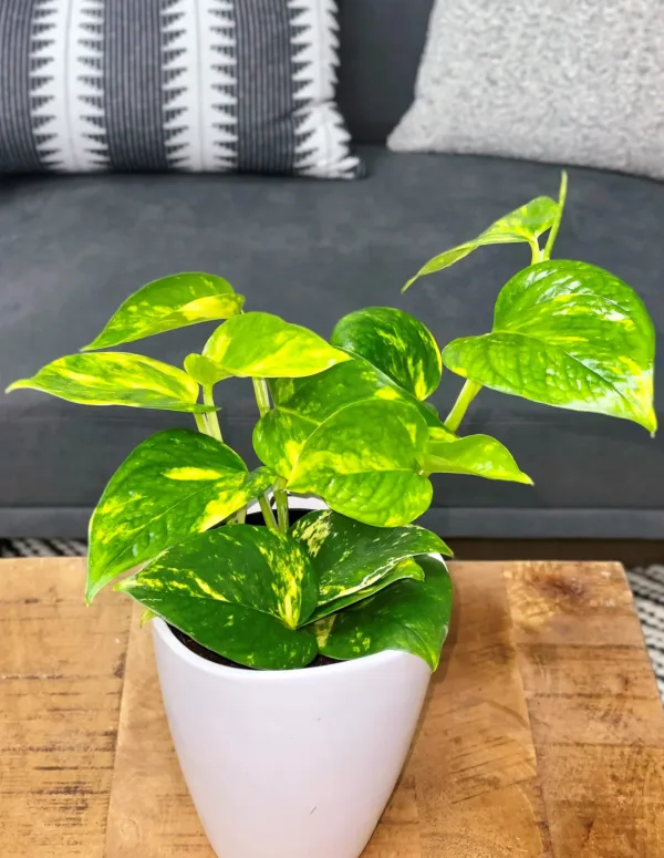Pothos 'Summer Nights' 9cm