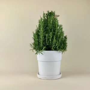 Rosemary Tree
