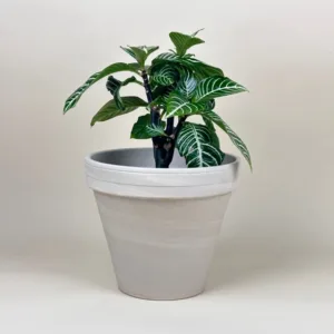 Zebra Plant