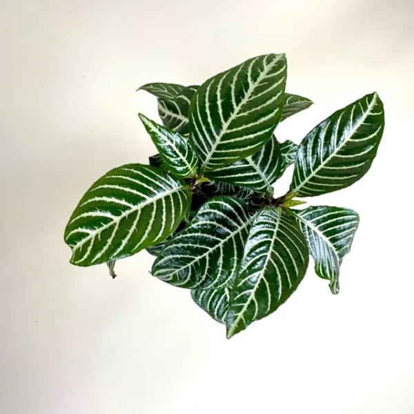Zebra Plant - Image 2