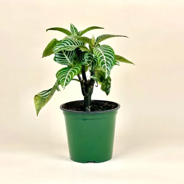 Zebra Plant - Image 3