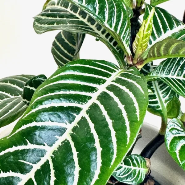 Zebra Plant - Image 4