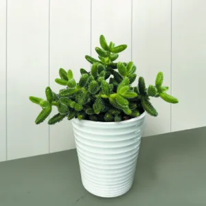 Delosperma Cactini 9cm