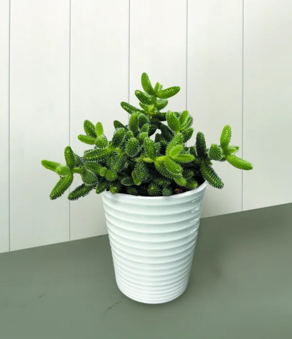 Delosperma Cactini 9cm