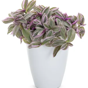 Tradescantia 'Feeling Flirty'