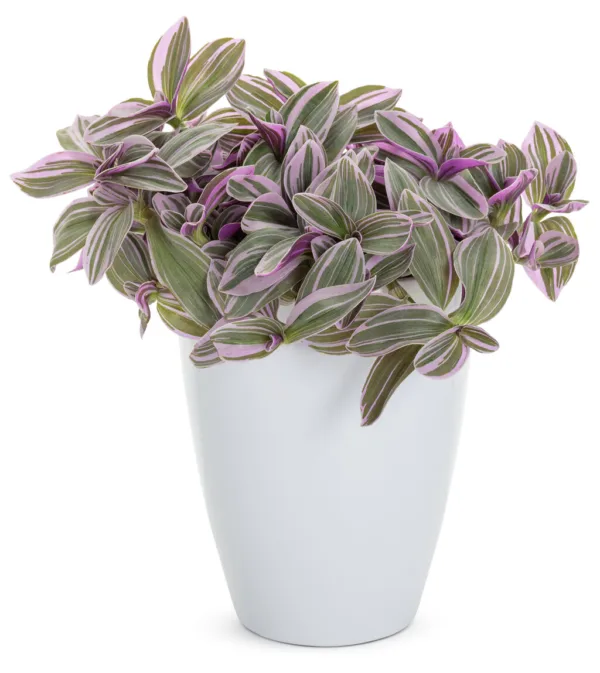 Tradescantia 'Feeling Flirty'