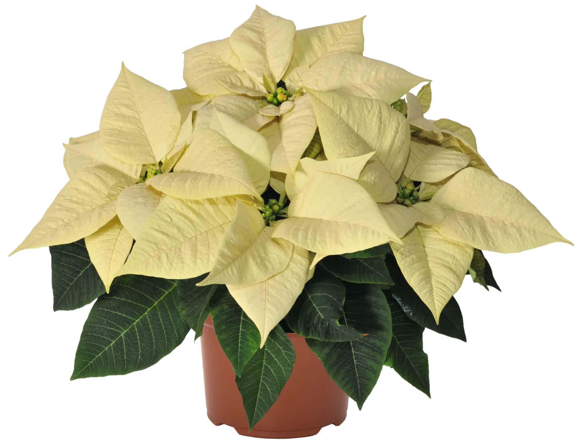 Poinsettia 6-inch Pot - Image 2