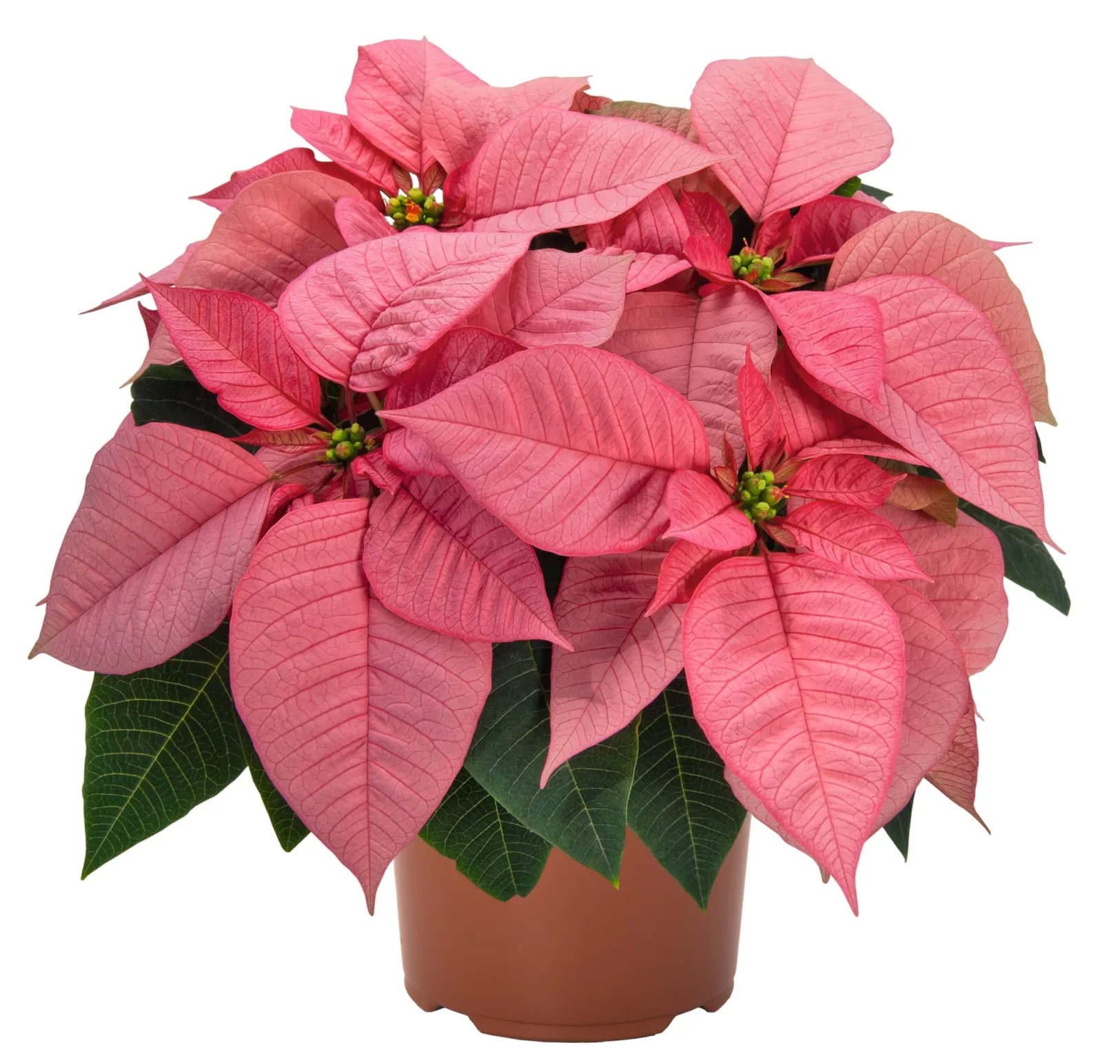 Poinsettia 6-inch Pot - Image 3