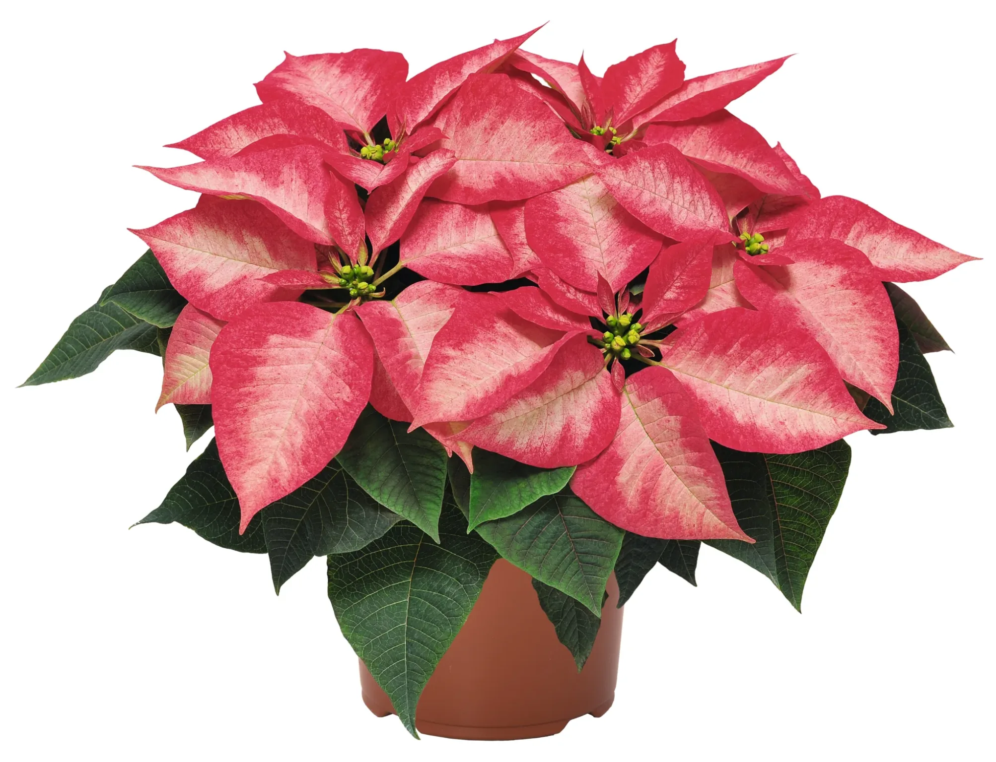 Poinsettia 6-inch Pot - Image 5