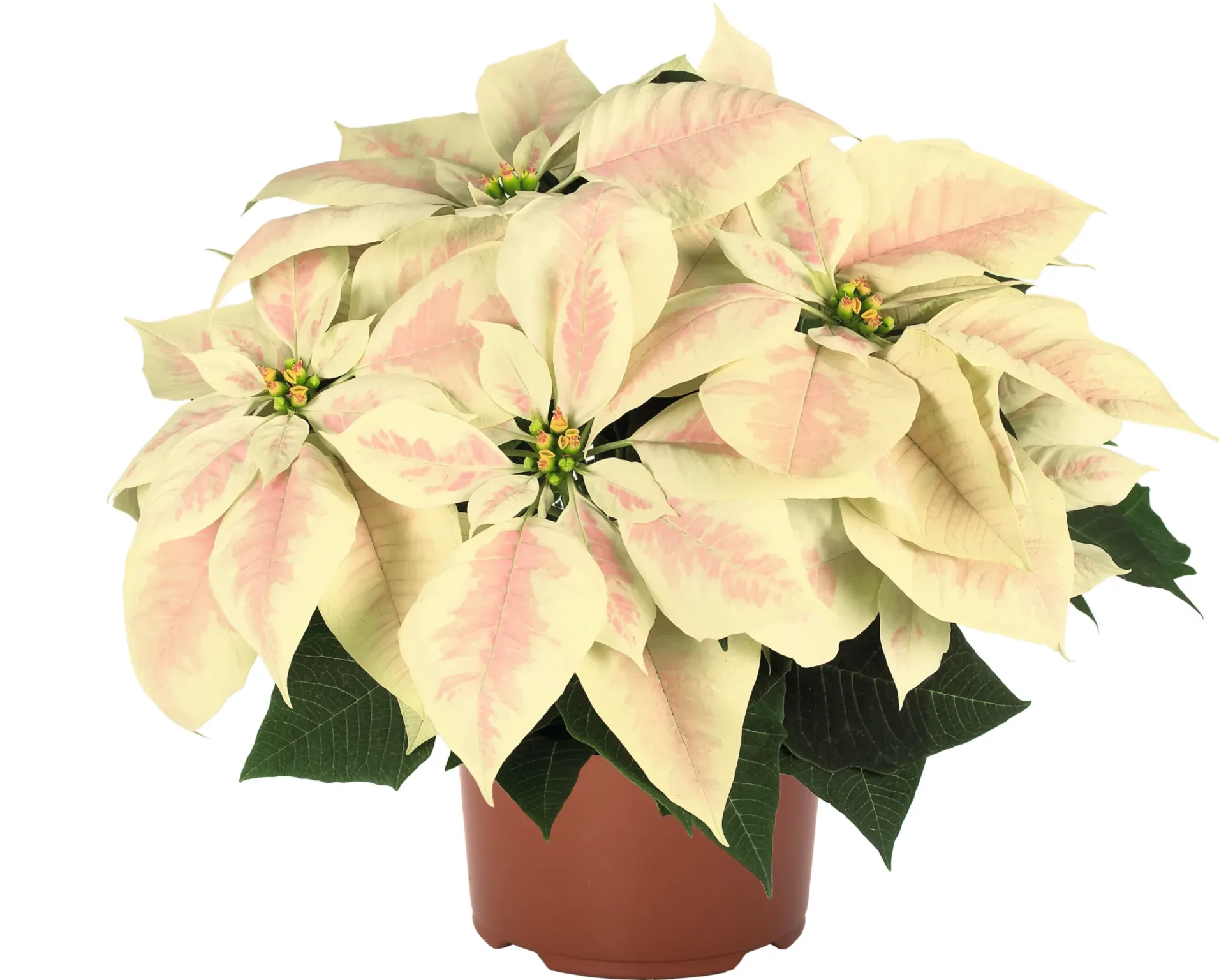 Poinsettia 6-inch Pot - Image 4