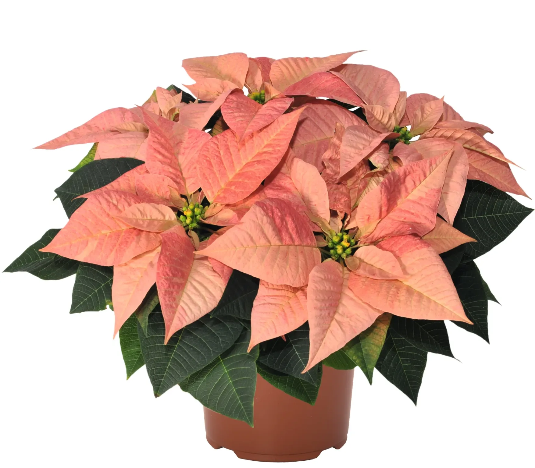 Poinsettia 6-inch Pot - Image 8