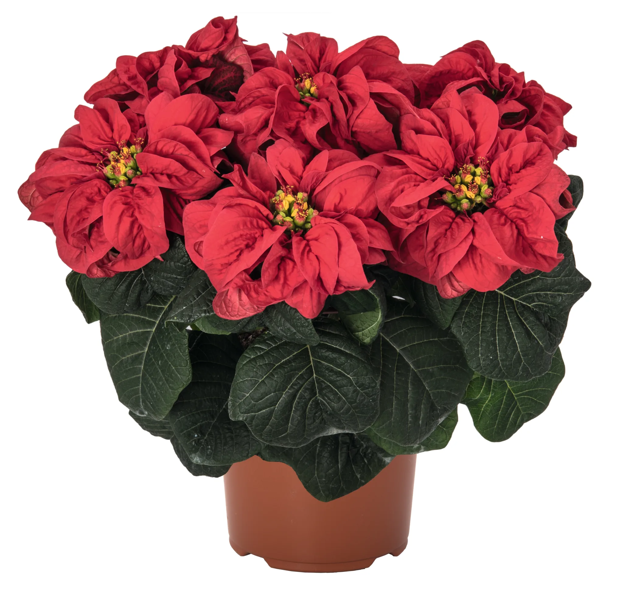 Poinsettia 6-inch Pot - Image 7