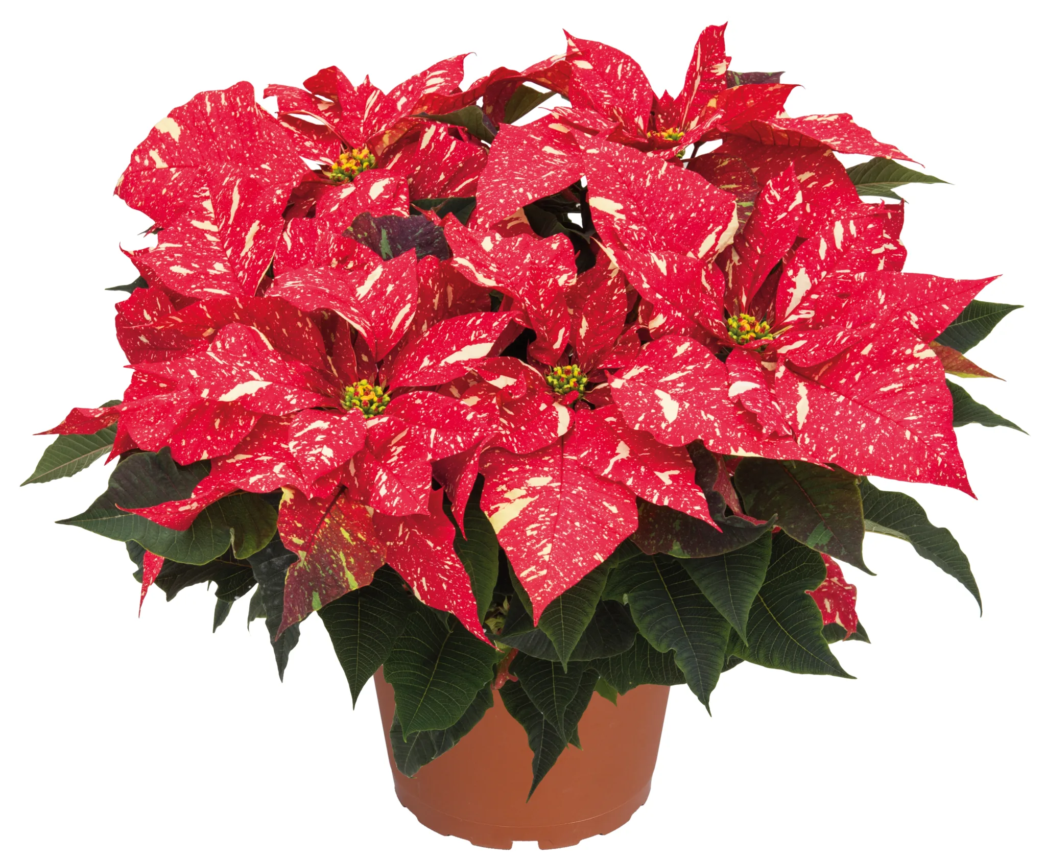 Poinsettia 6-inch Pot - Image 6