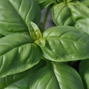 Basil, Genovese 4.5in