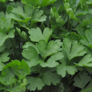 Parsley, Italian 4.5in