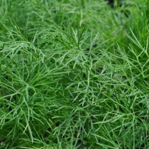 Dill, Fern Leaf 3in