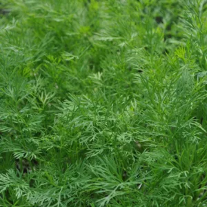 Dill 'Super Dukat' 3in