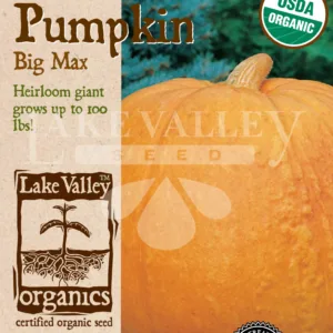Pumpkin Big Max Organic Seed Pack LV
