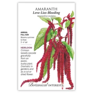 Amaranth Love Lies Bleeding Seed Pack