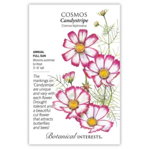 Cosmos Candystripe Seed Pack