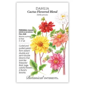 Dahlia Cactus Blend Seed Pack