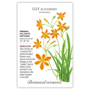 Blackberry Lily Orange Seed Pack