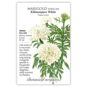 Marigold African Kilimanjaro White Seed Pack