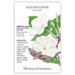 Moonflower Seed Pack