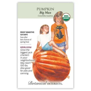 Pumpkin Big Max Organic Seed Pack