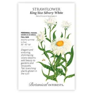 Strawflower King Size Silvery White Seed Pack