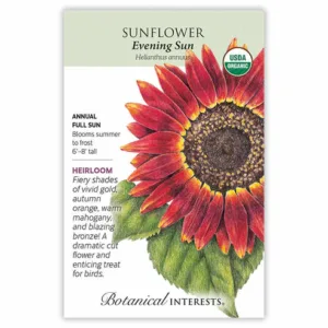 Sunflower Evening Sun Organic Seed Pack