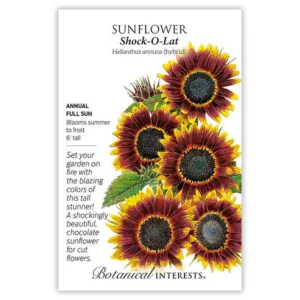 Sunflower Shock-O-Lat Seed Pack