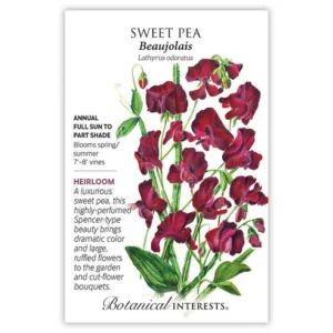 Sweet Pea Beaujolais Seed Pack