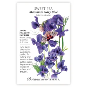 Sweet Pea Mammoth Navy Blue Seed Pack