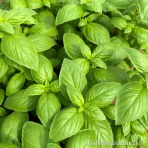 Basil 'Aya Prospera Active' 3in