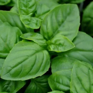 Basil 'Dolce Fresca' 3in