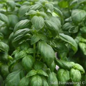 Basil 'Everleaf Emerald Towers'