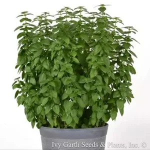 Basil 'Everleaf Lemon'