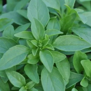 Basil 'Green Bouquet' 3in